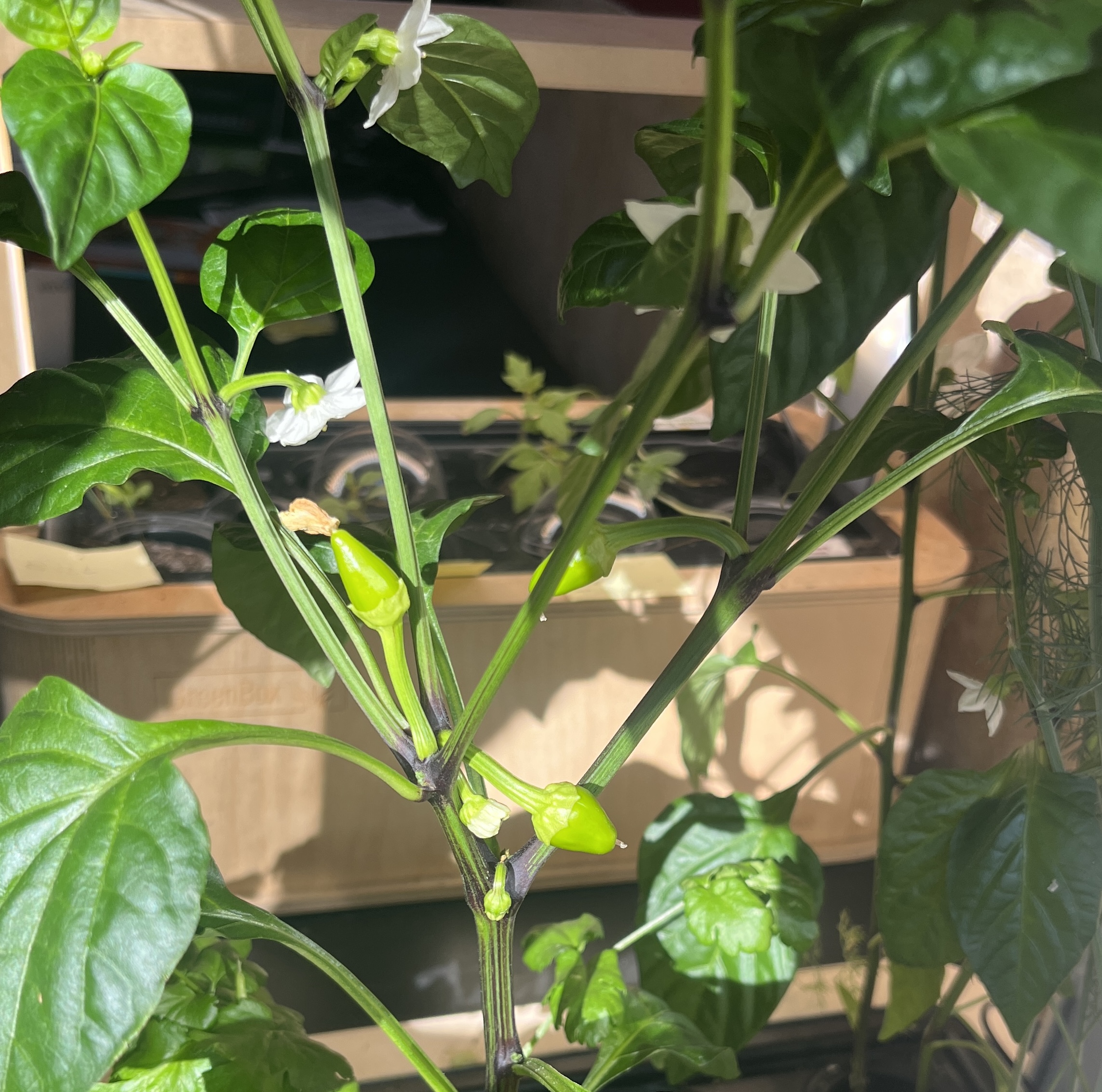 Paprika Pflanzen zur Aussaat in der Greenbox