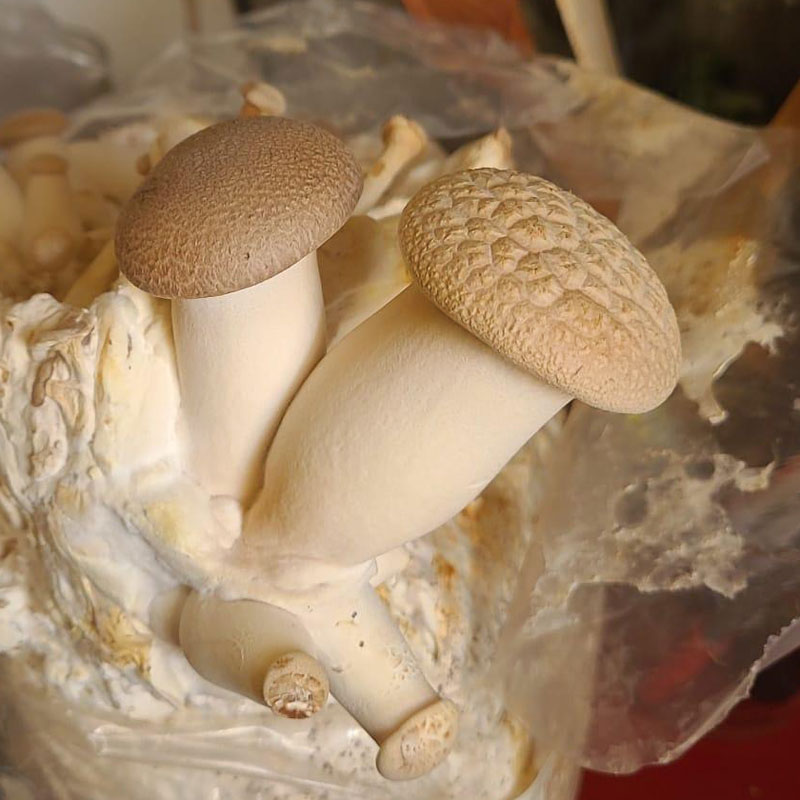 pilze-selber-zuechten-seitling Selber gezüchteter Kräuter Seitling - Pilze selber züchten