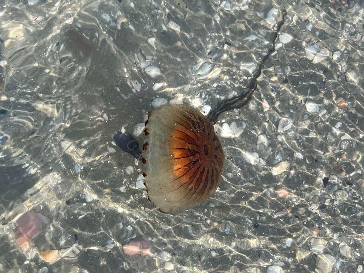 qualle Qualle mit roter zeichnung im Wasser bei Rimini