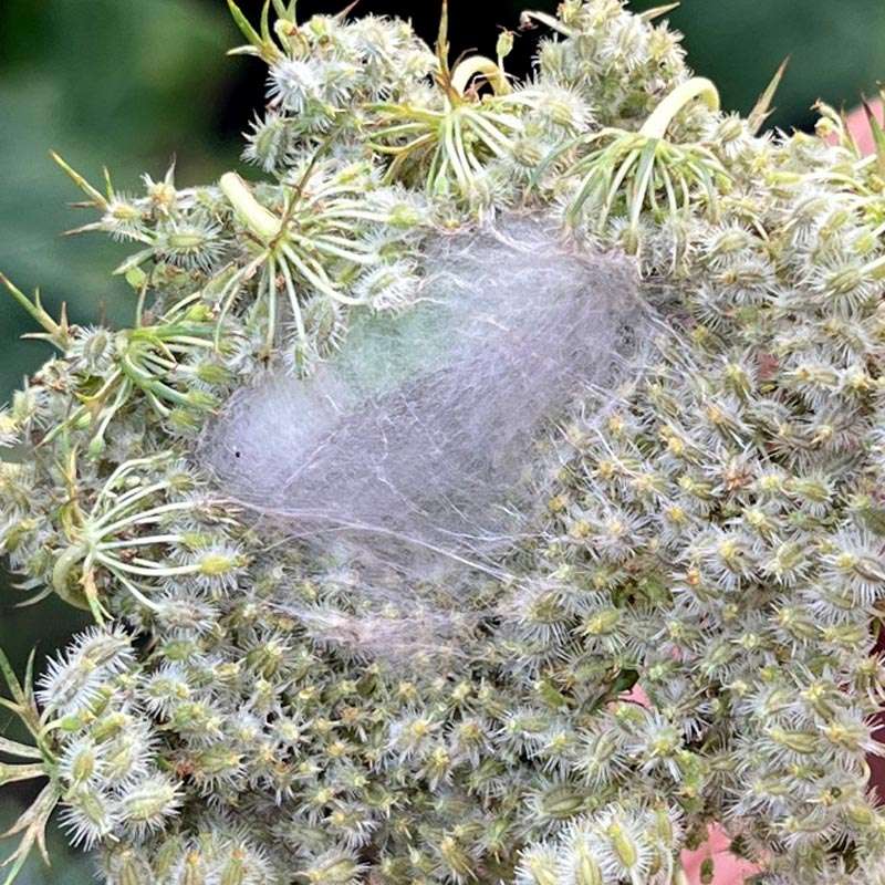 raupe-wilde-moehre Schwalbenschwanz Raupe verpuppt sich auf wilder Möhre
