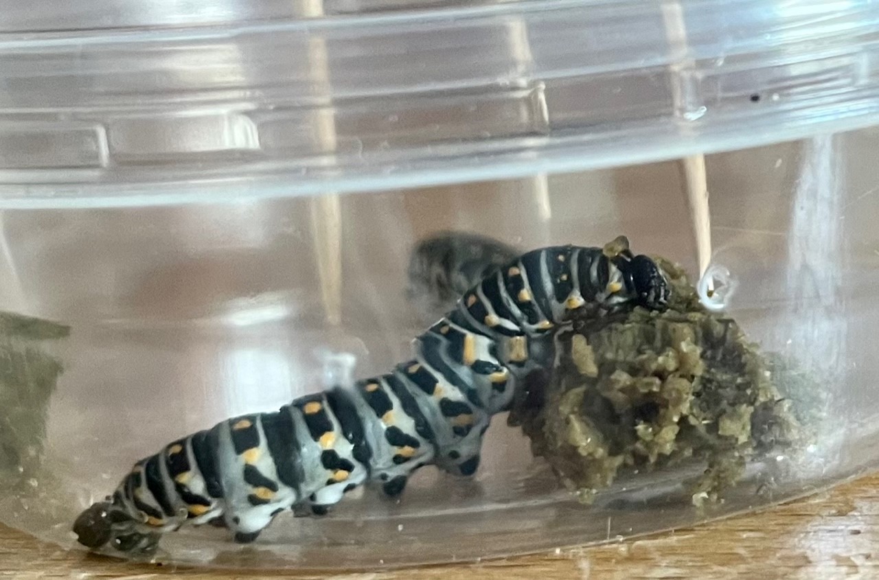 Raupe der Schmetterling Art Schwalbenschwanz (Papilio machaon)