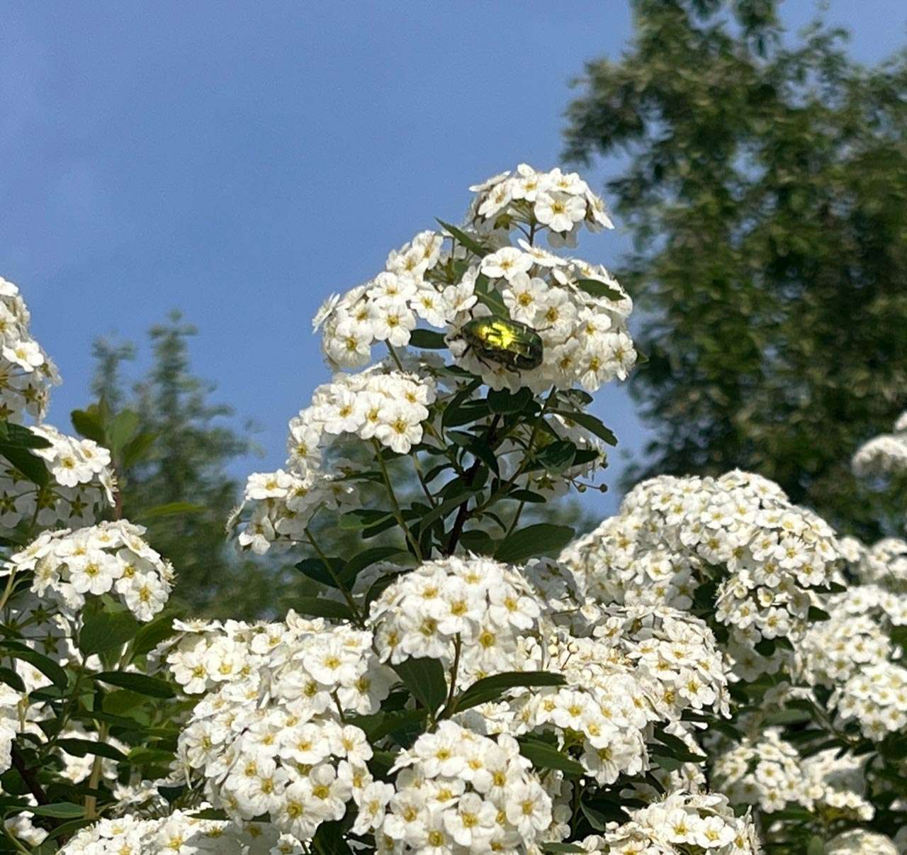 rosenkaefer Rosenkäfer auf Spierstrauch