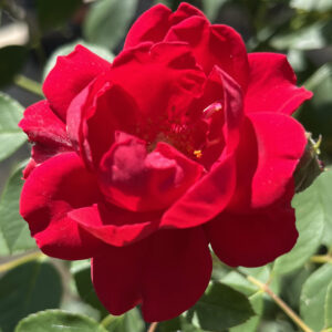 Rosenrot ist eine dunkle satte Farbe