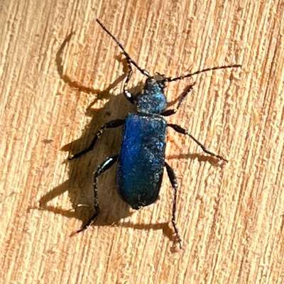 scheibenbock-blau-violett Käfer: Blau Violetter Scheibenbock