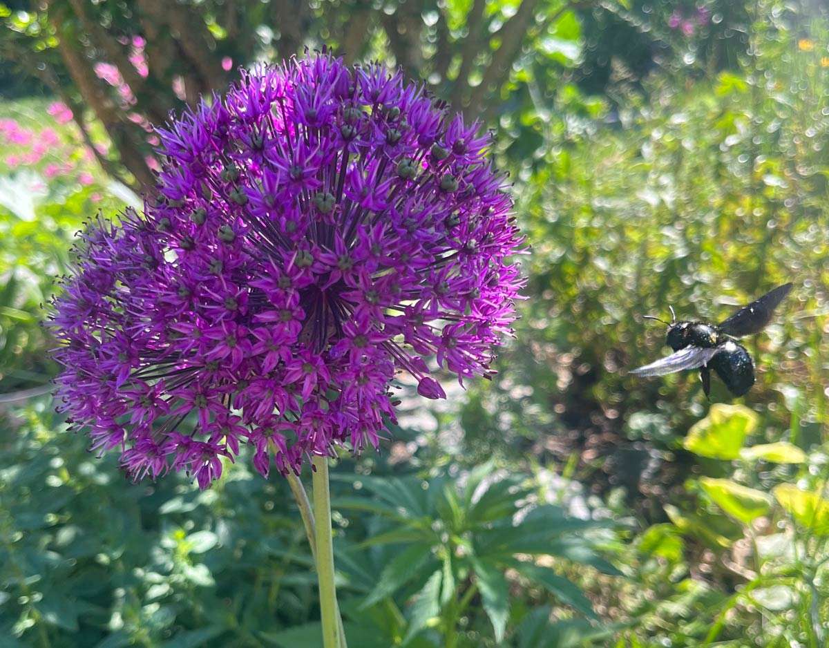 schwarze-holzbiene Schwarze Holzbiene am Zierlauch