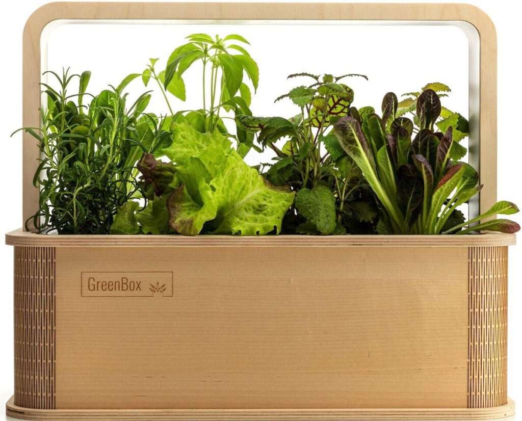 Smart Indoor Garten Greenbox im Holz Gehäuse mit Kräutern