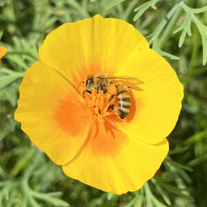 Eine Biene schläft in einer Sattgelben Blüte