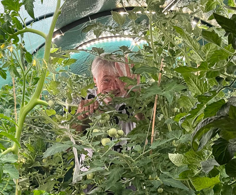 tomaten-dschungel Tomaten Planzen im Folientunnel wachsen wie ein Dschungel.