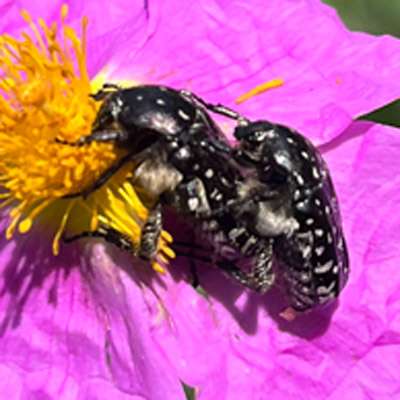 trauer-rosenkaefer Zwei Trauer Rosenkäfer auf einer Zistrosenblüte