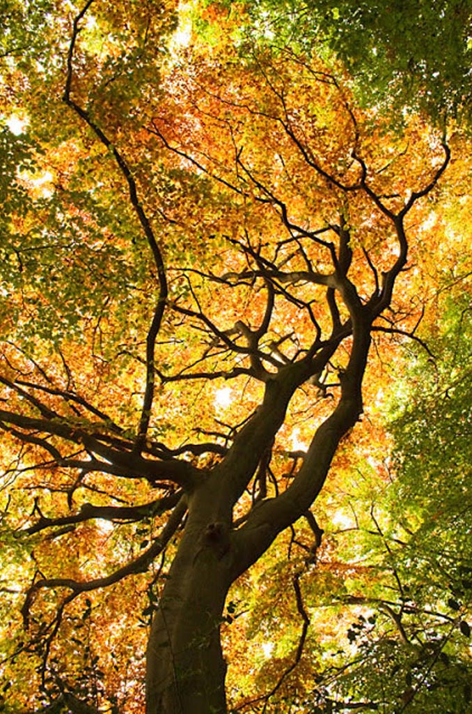 Beim Waldbaden kann man einen Baum umarmen