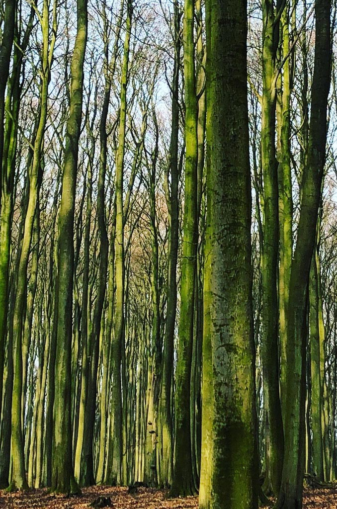 Waldbestand in Oppenau lädt ein zum Waldbaden