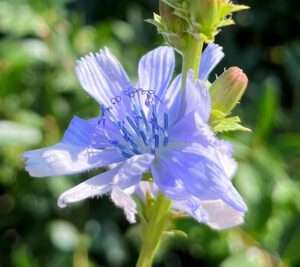 Blüte der Wegwarte ist blau - auch Chicoree