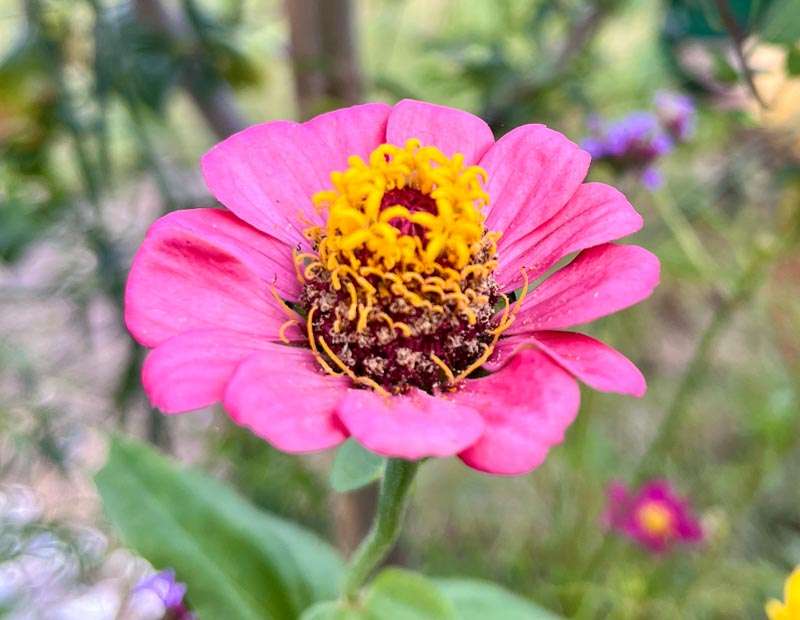 zinnie-blume Leuchtend pinkfarbene Mini Zinnie - Samen von BERLINGREEN
